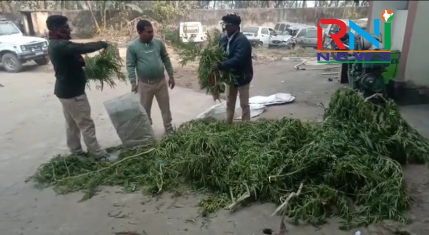नवादा में घर की बारी में लहलहा रहा था गांजा के हरे पौधे, पुलिस ने दी दबिश, एक गिरफ्तार