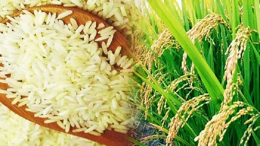 1960 में मदद लेने के बाद आज भारत सबसे बड़ा चावल निर्यातक