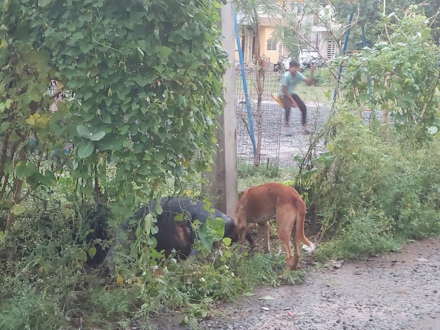 मृत गाय को शिकायत के बाद भी नहीं उठाया