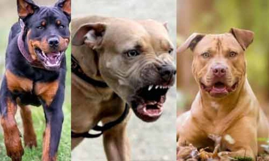 बुलडॉग-पिटबुल जैसी खतरनाक नस्ल के कुत्तों पर लग सकता है प्रतिबंध