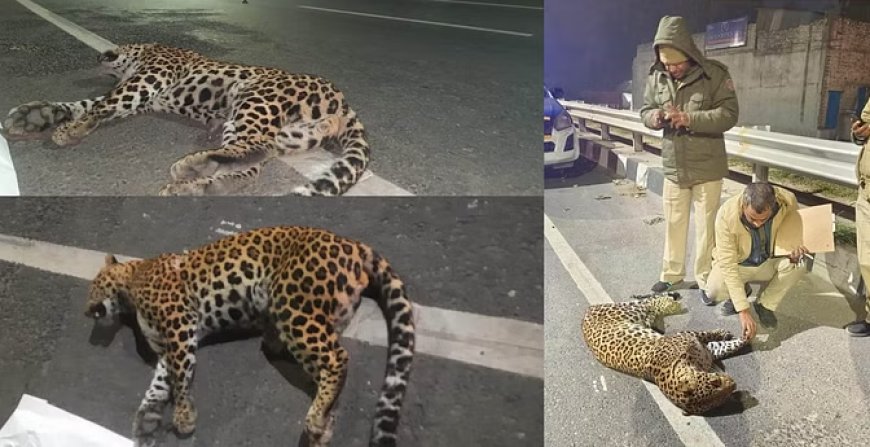 बुराड़ी और मुखमेलपुर में देखा गया तेंदुआ सड़क हादसे का शिकार