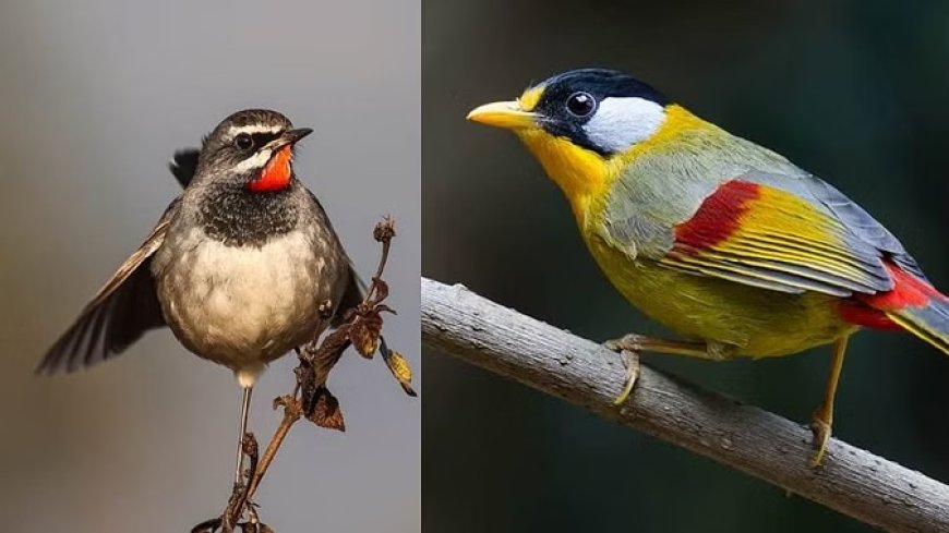 जंगलों में मिले चीन व सिक्किम के पक्षी