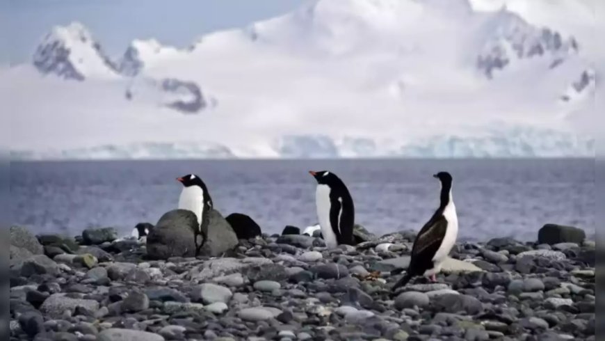 अंटार्कटिका में बढ़ा बर्ड फ्लू वायरस का खतरा