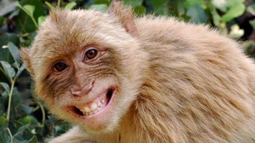 सैय्यद वाड़ा में बंदरों का आतंक, परेशान है मोहल्ला वासी
