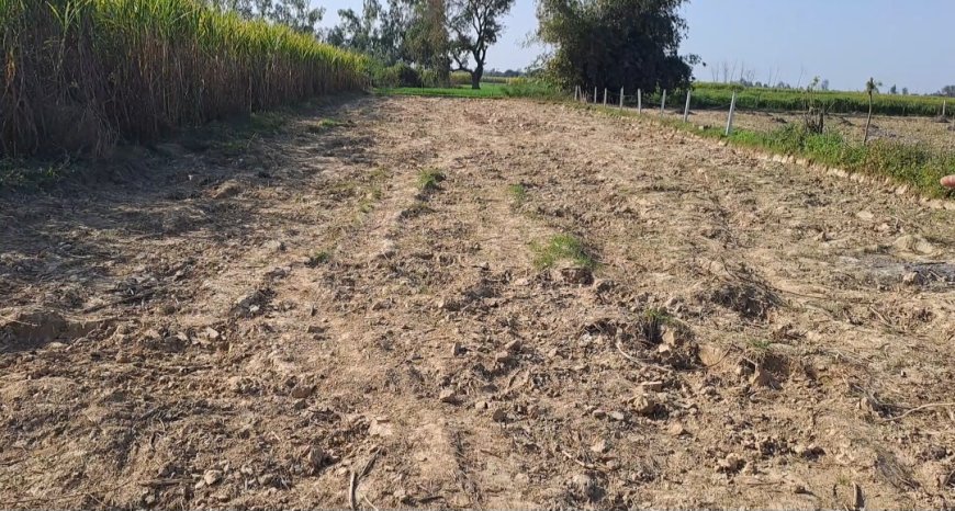 शाहाबाद: फावड़ा से किया जा रहा है मिट्टी खनन का गोरख धंधा