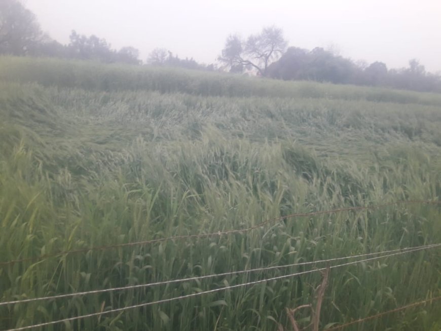 हरदोई: असमय बारिश व तेज हवा से गिरी गेहूं की फसल, किसानों को भारी नुक़सान की आशंका