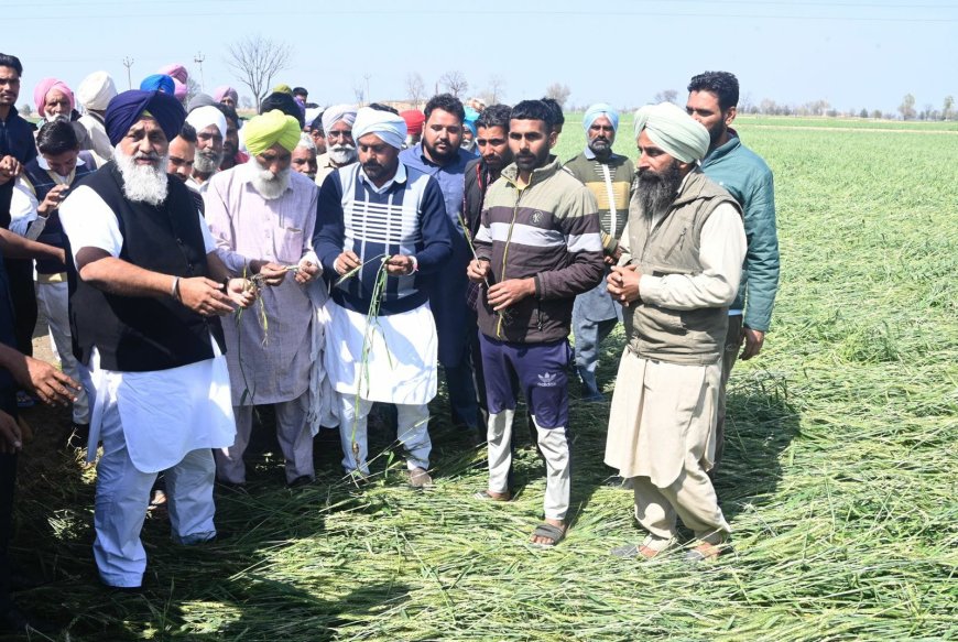 Sukhbir S Badal condemns AAP govt for leaving hailstorm affected farmers in the lurch