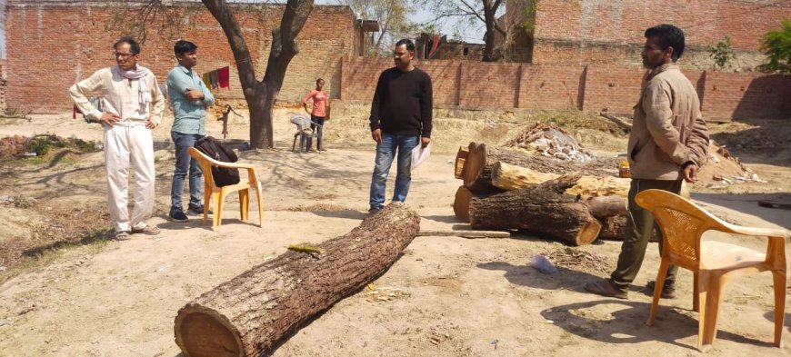 सरकारी भूमि से काटे गये तीन हरे शीशम के पेड़, घर से लकड़ी बरामद