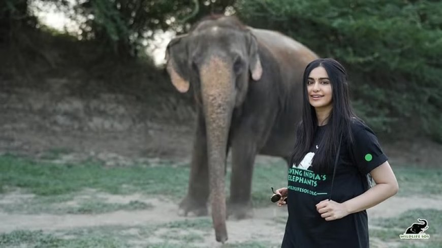 अभिनेत्री अदा शर्मा ने हाथियों और भालुओं को खिलाए तरबूज