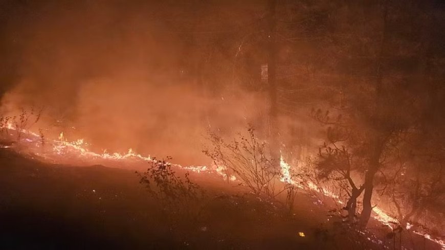 अल्मोड़ा में जंगल की आग से 30 गांवों की नींद उड़ी, सब बारी-बारी से कर रहे हैं पहरेदारी