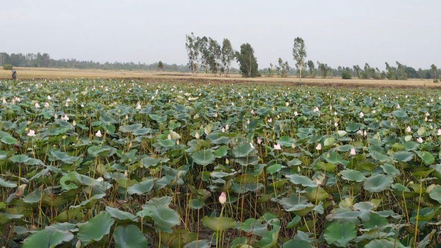 मछली पालन के साथ कमल की खेती कर रामजीवन ने क्षेत्र में बनाई अलग पहचान
