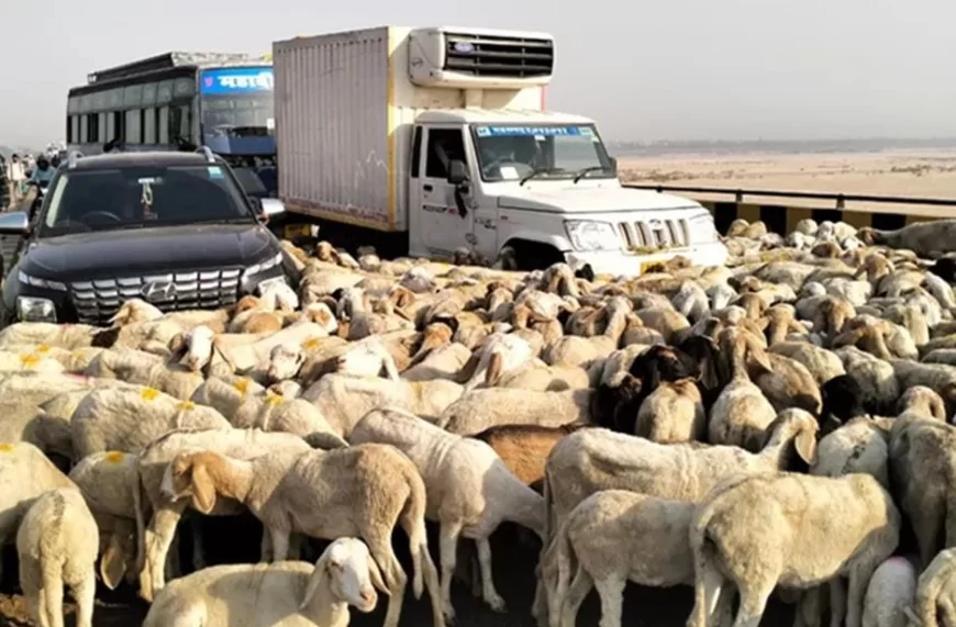 CUCUMBER LOADED PICK-UP CRUSHED TO DEATH ONE DOZEN SHEEP AND INJURED OVER TWO DOZEN, TWO SHEPHERDS ALSO INJURED