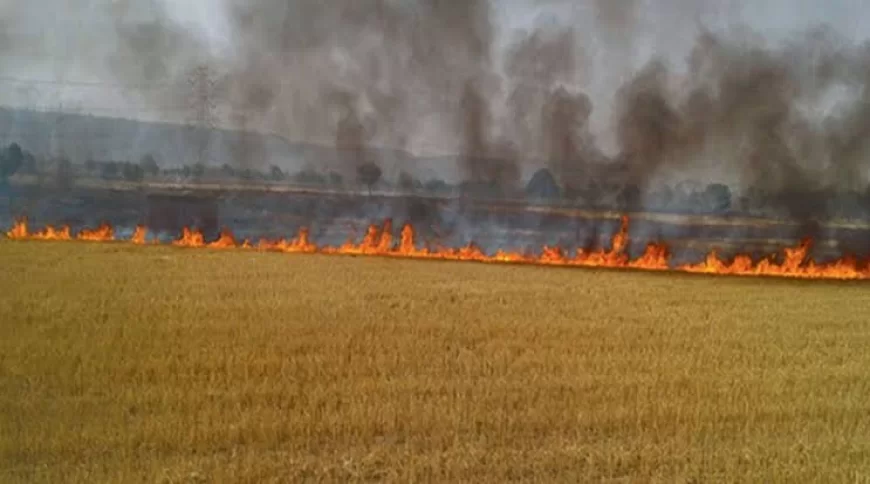 सर्वोच्च न्यायालय के निर्देशो की उड़ रही धज्जियां, खेतों में धड़ल्ले से जलाये जा रहे फसलो के अवशेष