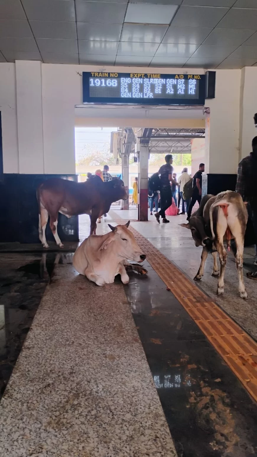 रुठियाई स्टेशन बना मवेशियों का डेरा, यात्रियों की सुरक्षा पर सवाल