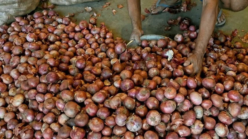 प्री मानसून बारिश से महाराष्ट्र में हजारों एकड़ प्याज की फसल बर्बाद, किसानों को भारी नुकसान